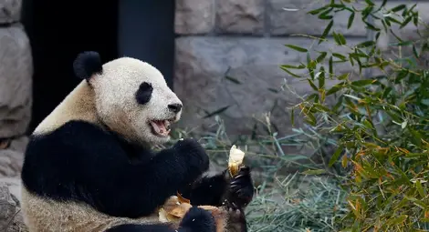 Пандите са мързеливи заради щитовидната си жлеза