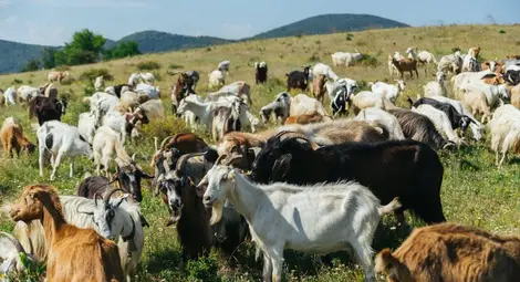 Генетична банка за породи кози ще заработи в Тръстеник