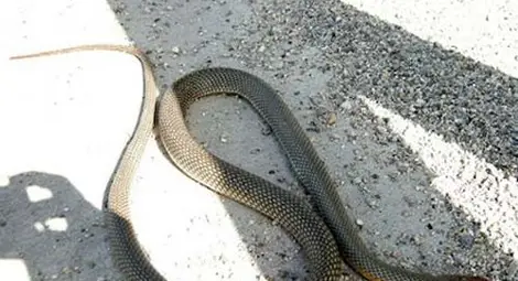 Пожарникари спасиха 4 деца от огромна змия