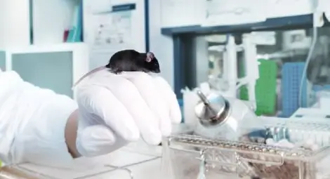 Сензация: Учени присадиха памет!