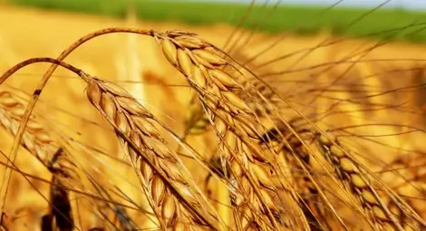 Очакват с 10-15% по-ниски добиви от пшеница и ечемик