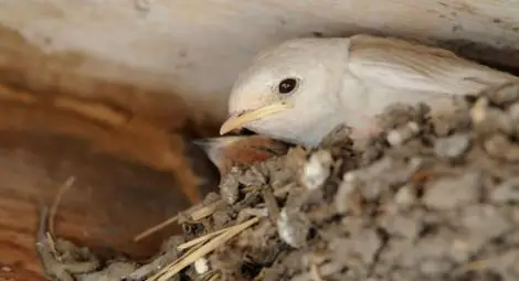 Бяла лястовица се появи в село Крайново Бяла лястовица се появи в село Крайново