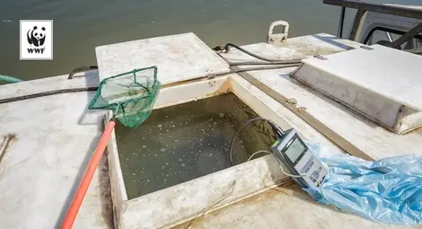 WWF зарибява Дунав с чига край Ветрен /галерия/