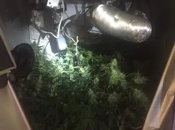 29-годишен превърнал гардероб у мама и татко в мини наркооранжерия 29-годишен превърнал гардероб у мама и татко в мини наркооранжерия