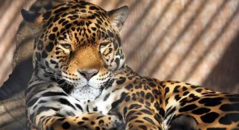 Ягуар избяга от зоопарка в Ловеч Ягуар избяга от зоопарка в Ловеч