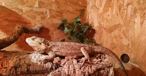 Втора брадата агама на име Мишо приютиха специалистите в Екомузея