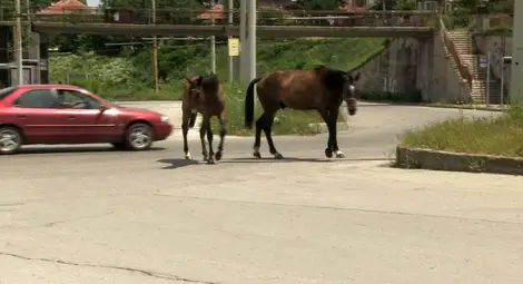 Развързани коне се смесиха опасно с колите на Охлюва
