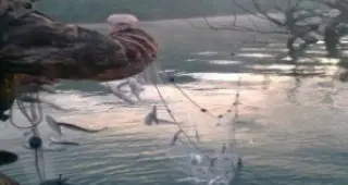 220 м. незаконни мрежи извадиха инспектори от ИАРА Русе от водите на р. Дунав