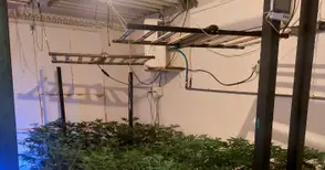 41-годишен арестуван заради две оранжерии за марихуана и незаконно оръжие