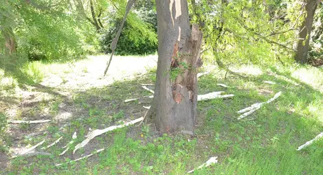 Светкавица прекърши дърво в русенския Парк на младежта /галерия/