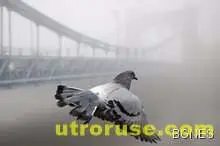 Пощенски гълъб прелетя 8000 км над Тихия океан