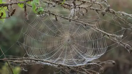 Учени разгадаха тайната на паяжината Учени разгадаха тайната на паяжината