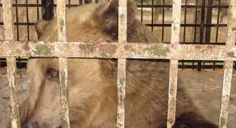 Свилен Иванов: С жива верига ще спасим мечките в Лесопарка