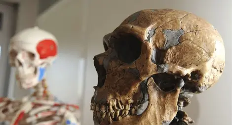 Неандерталците са говорили като съвременните хора