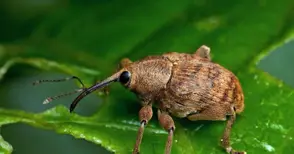 4 милиона лева тръгват към фермерите за борба с вредители