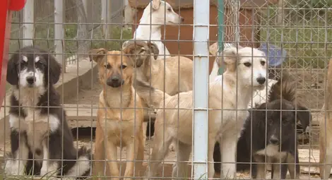 Русе сред градовете с най-много осиновени безстопанствени кучета в страната