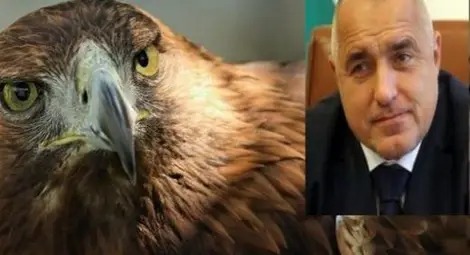 Кръщават царски орел на Бойко Борисов