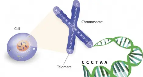 Стоенето може да е най-добрата техника против стареене Стоенето може да е най-добрата техника против стареене