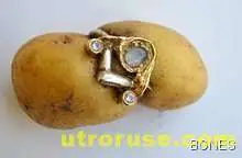 Златен пръстен прорасна на картоф