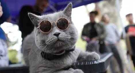 И морско свинче дефилира в първия Парад на домашните любимци