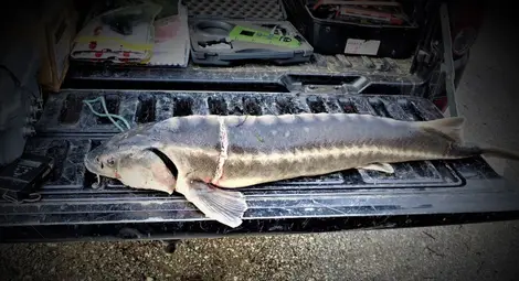 Критично застрашен вид риба беше открита мъртва при проверка за кърмаци по Дунав