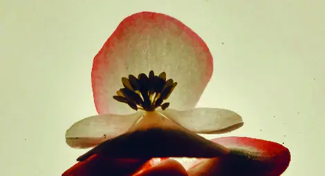 Изложба в Екомузея в Русе показва саговата палма на Ууд - най-самотното растение в света