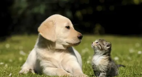 Животни – пакостници (видео) Животни – пакостници (видео)