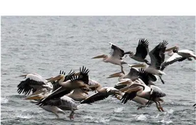 Министерство на земеделието за птичия грип в Бургас: Няма нищо апокалиптично