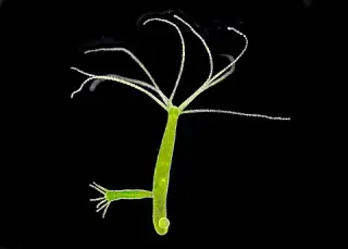 Учени посочиха петте безсмъртни животни /галерия/