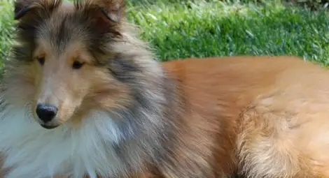 Загубено в планината куче се върна при стопаните си след 6 години