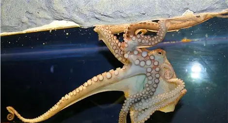 Изверги умориха 5 сепии, два октопода и задигнаха ценни риби от Природонаучния музей в Пловдив /галерия/