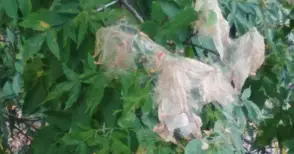 Бели плътни паяжини унищожават дърветата