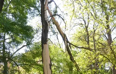 Светкавица прекърши дърво в русенския Парк на младежта /галерия/