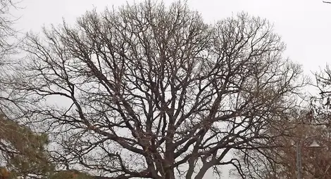 Последна седмица да подкрепите Стария дъб от Силистра за Европейско дърво на годината 2016 Последна седмица да подкрепите Стария дъб от Силистра за Европейско дърво на годината 2016