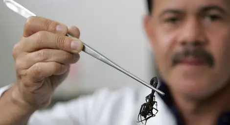 Учени успяха да заснемат ужилване на най-отровния скорпион