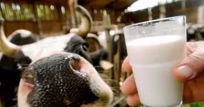 Добиваме с 10 милиона литра по-малко краве мляко