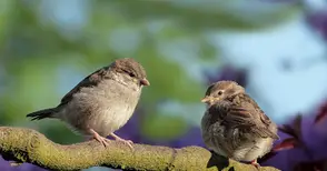 Стрелба по врабчета доведе до разкриване на производство на дрога