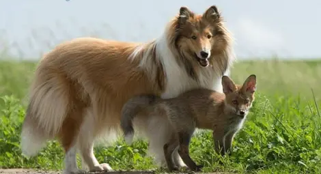 Коли спасява малка ранена лисица