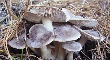 Учен от БАН предупреждава: Една от най-търсените гъби у нас е отровна