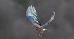 Дивото богатство около нас