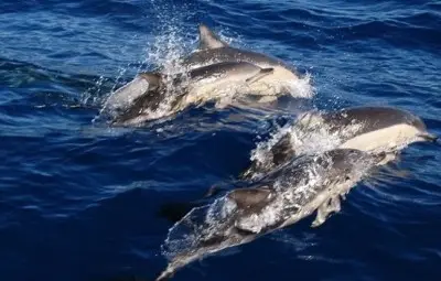 За 2 млн. лв. броят делфини в българските води на Черно море