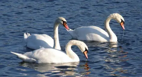 Птиче хоби докара 1000 лева глоба на пенсионер за три неми лебеда Птиче хоби докара 1000 лева глоба на пенсионер за три неми лебеда