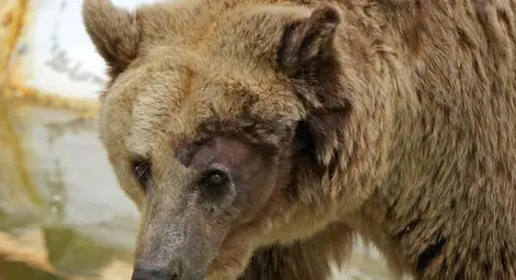 Мечка стръвница рани човек в Девинско