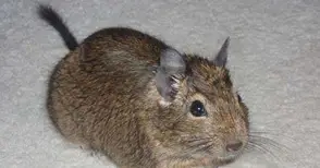 Плъхове се навъдили в шахтите на ВиК