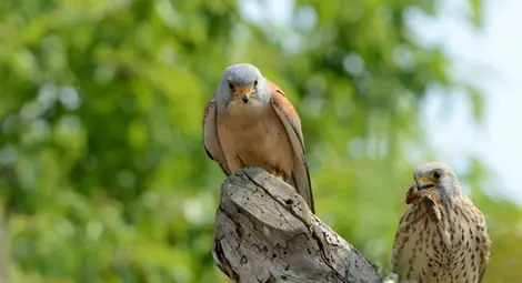 Редки белошипи ветрушки гнездят в "Лукойл Нефтохим Бургас"