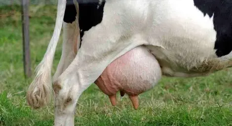 Започна покупко-продажбата на индивидуални млечни квоти