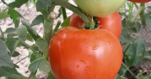 71 фермери от областта получават субсидии за плодове и зеленчуци