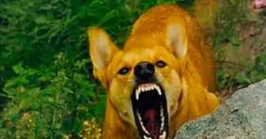 Настървено куче нахапало 11 жени на гробището