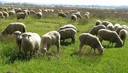 Глутница вълци е нападнала стадо овце край родопско село
