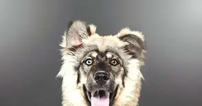 Падна първата глоба за нерегистрирано домашно куче